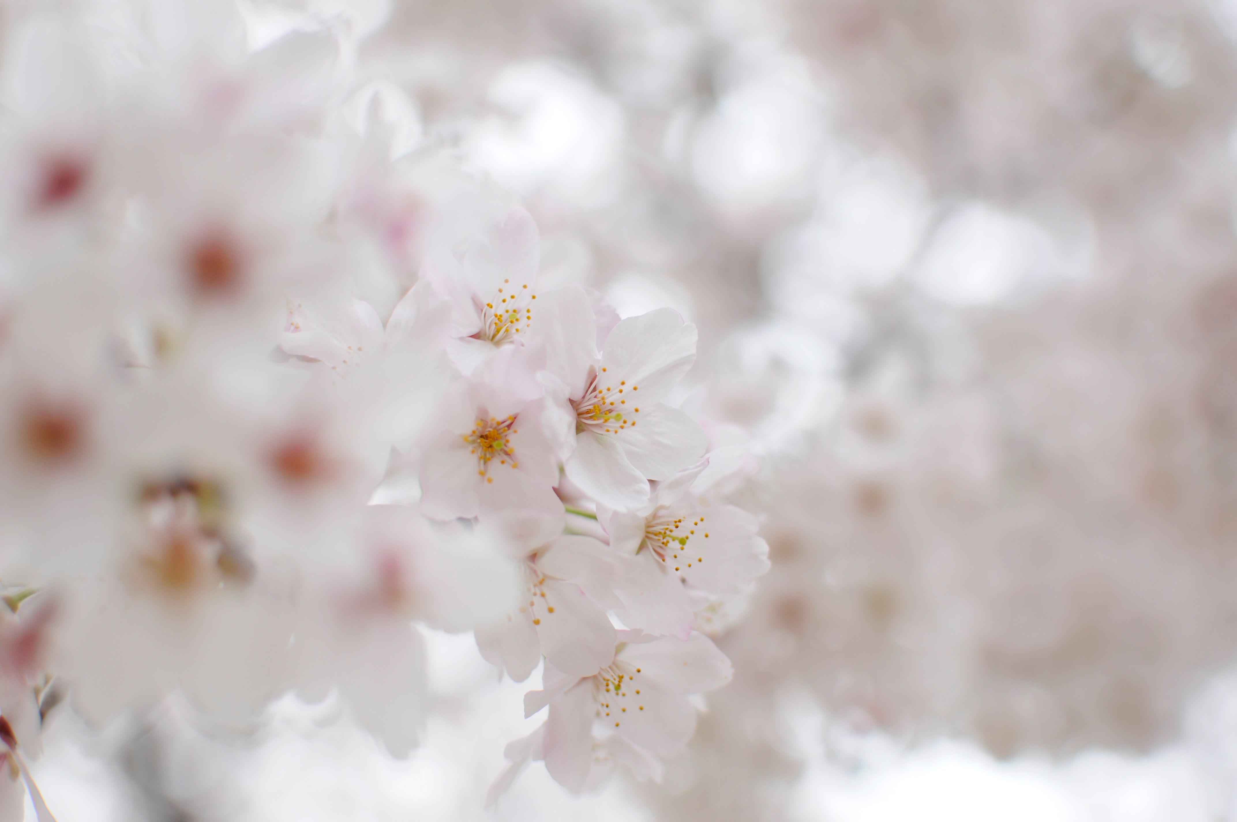 Kirschblüten, Weiß, Unscharf, Bokeh, Frühling, 4K, Hintergrundbild für den PC