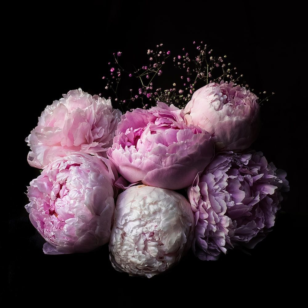 Pfingstrosen, Blumenstrauß, Rosa, Schwarzer Hintergrund, Wallpaper