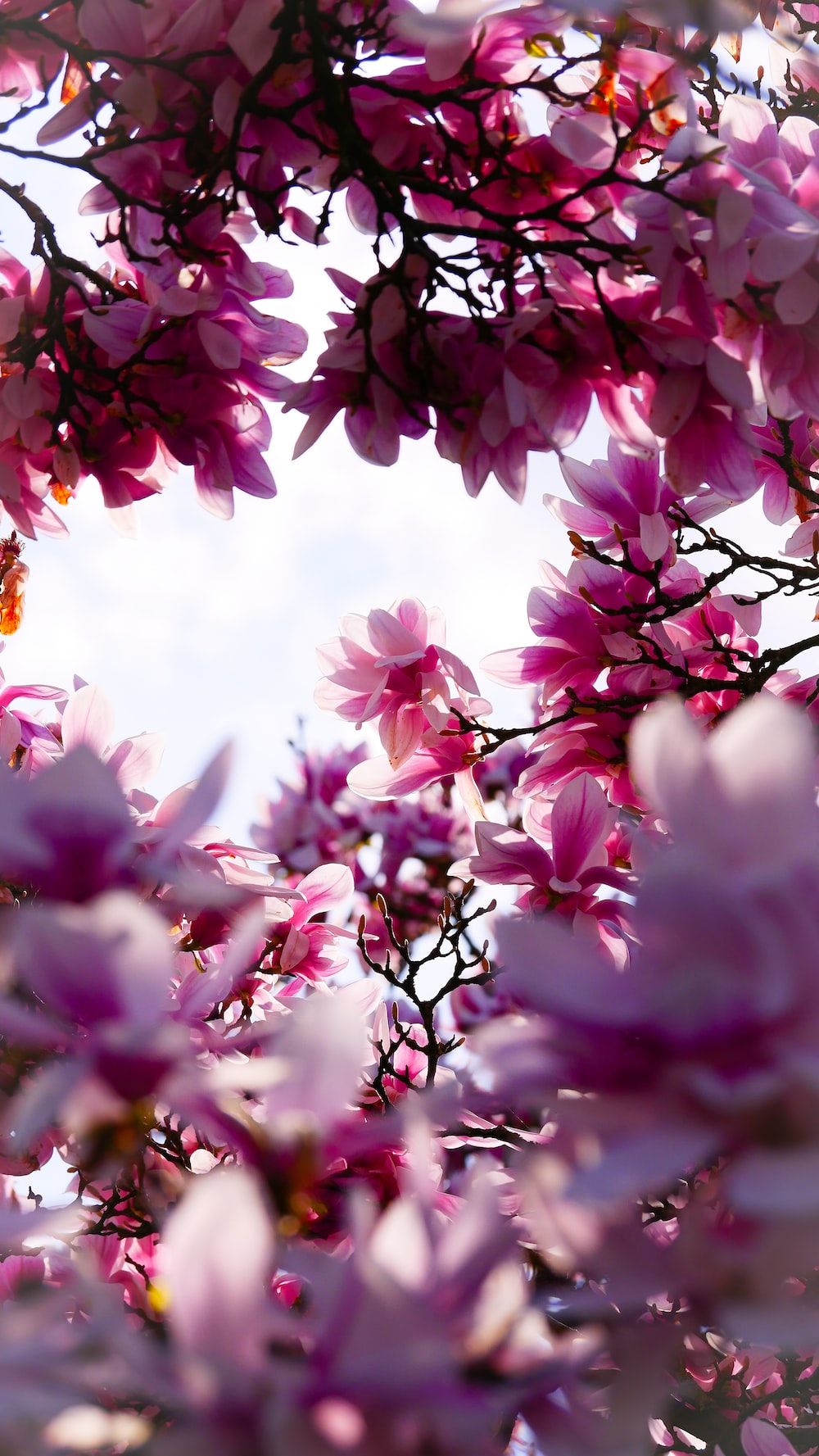 Blühender Baum, Magenta, Himmel, Frühling, Froschperspektive, HD, Handy-Hintergrundbild