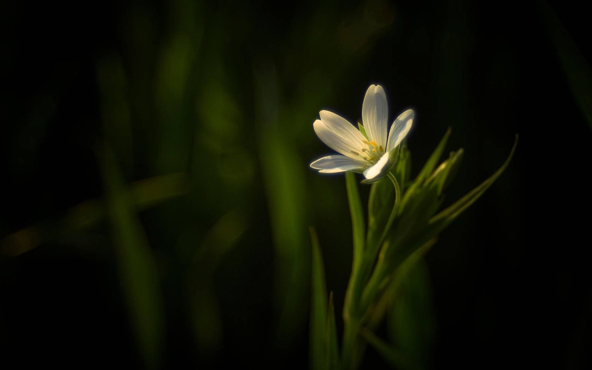 Weiße Blüte, Einzelne Blume, Dunkelgrün, Dunkel, Makro, 16:10, Full-HD-Hintergrundbild für den Desktop