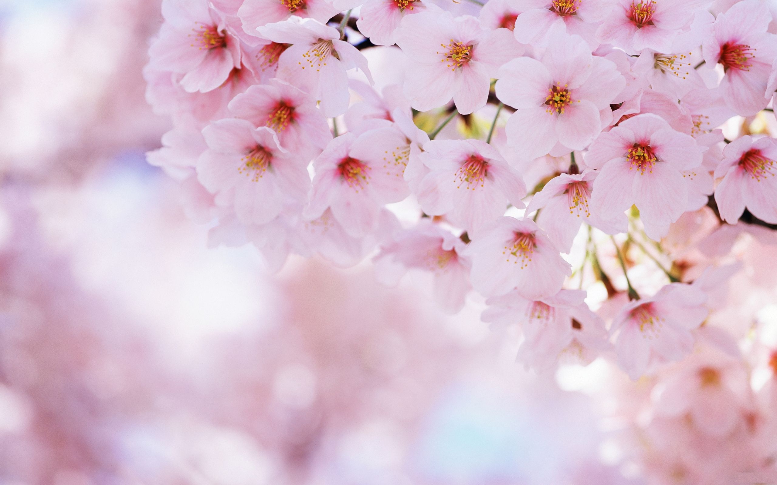 Kirschblüten, Rosa, Bokeh, Frühling, Weich, 2K, Hintergrundbild für den PC