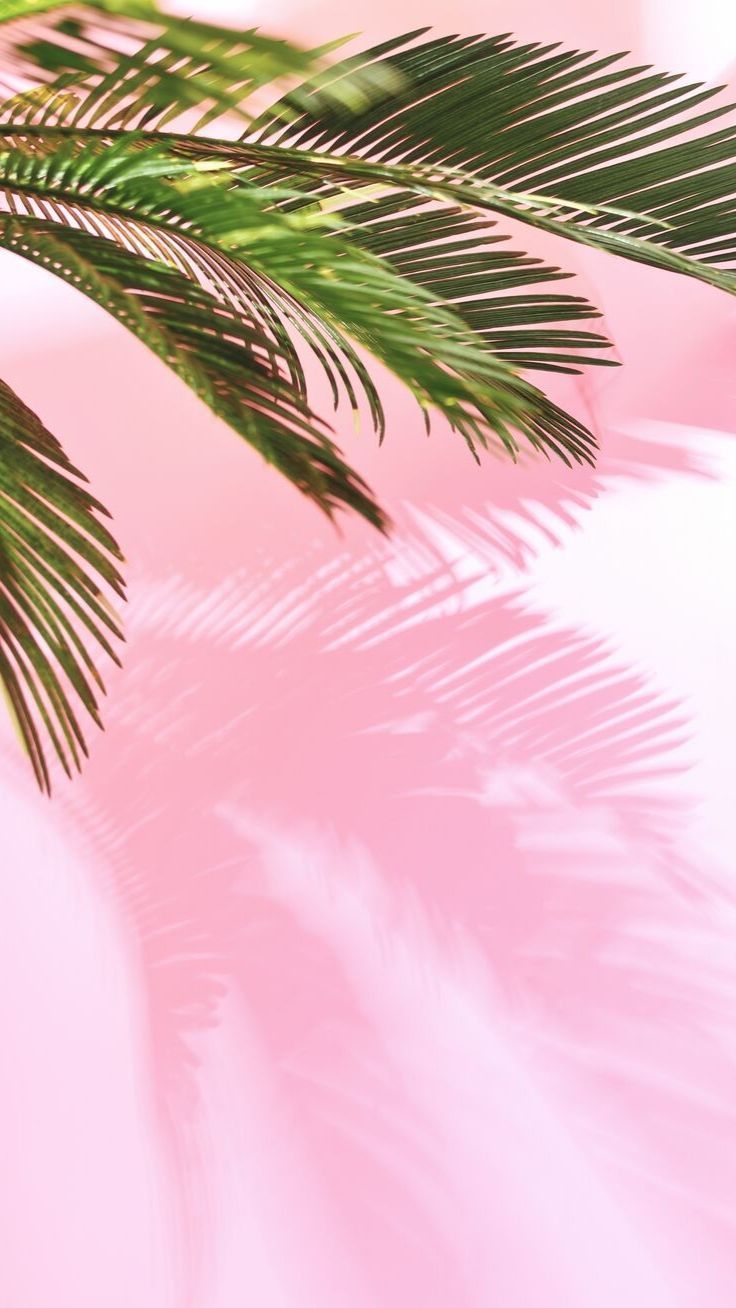 Palmenblatt, Rosa Hintergrund, Tropen, Pastellfarben, Ästhetik, iPhone-17-Pro-Sperrbildschirm