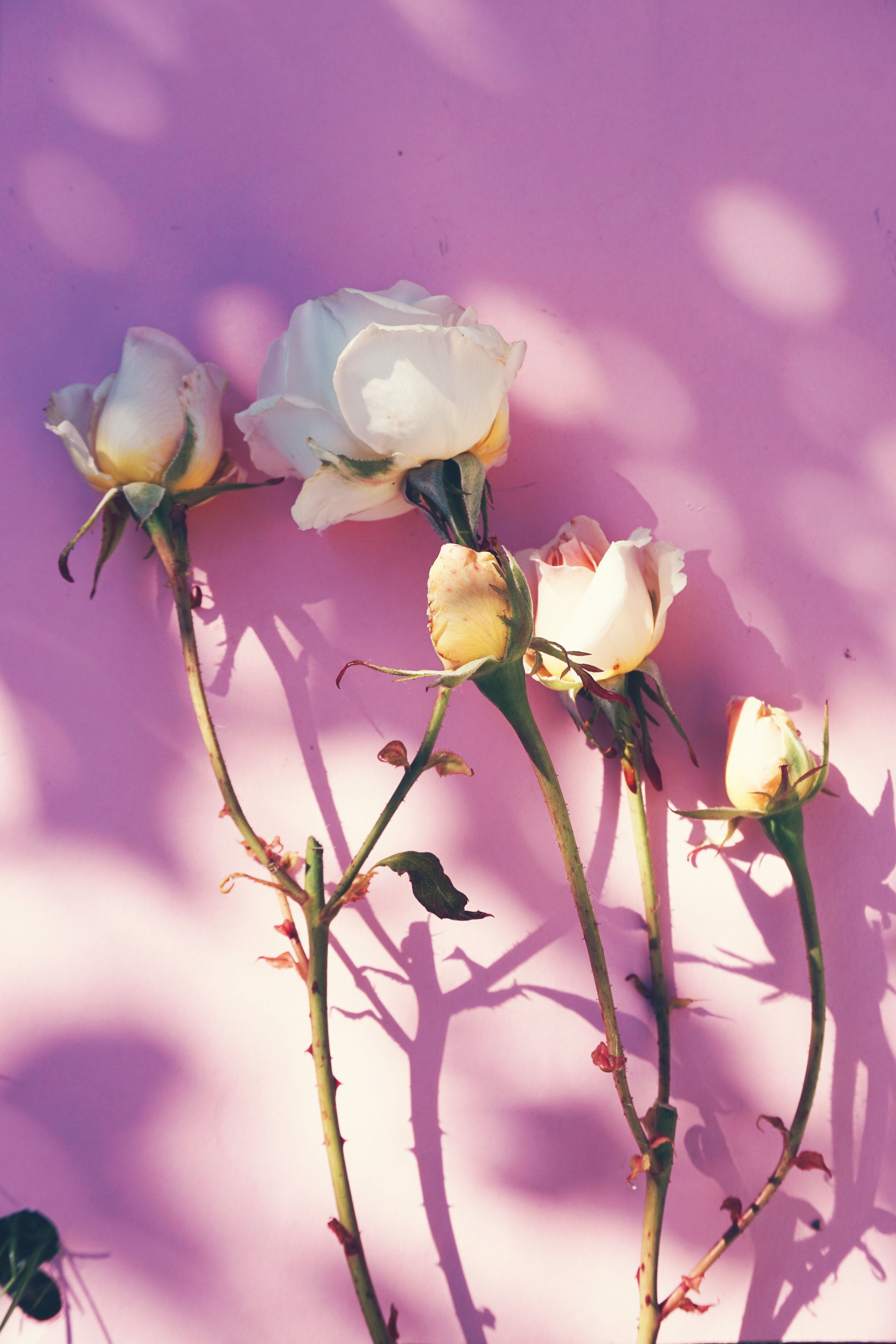 Weiße Rosen, Lila Hintergrund, Schatten, Pastell, Zweige, Sperrbildschirm fürs iPhone