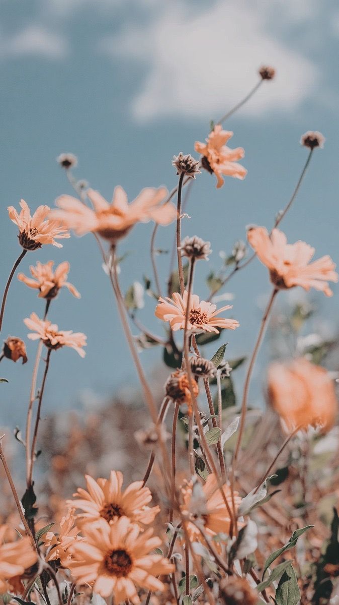 Wildblumen, Margeriten, Wiese, Blauer Himmel, Pastellfarben, Froschperspektive, Handy-Hintergrundbild