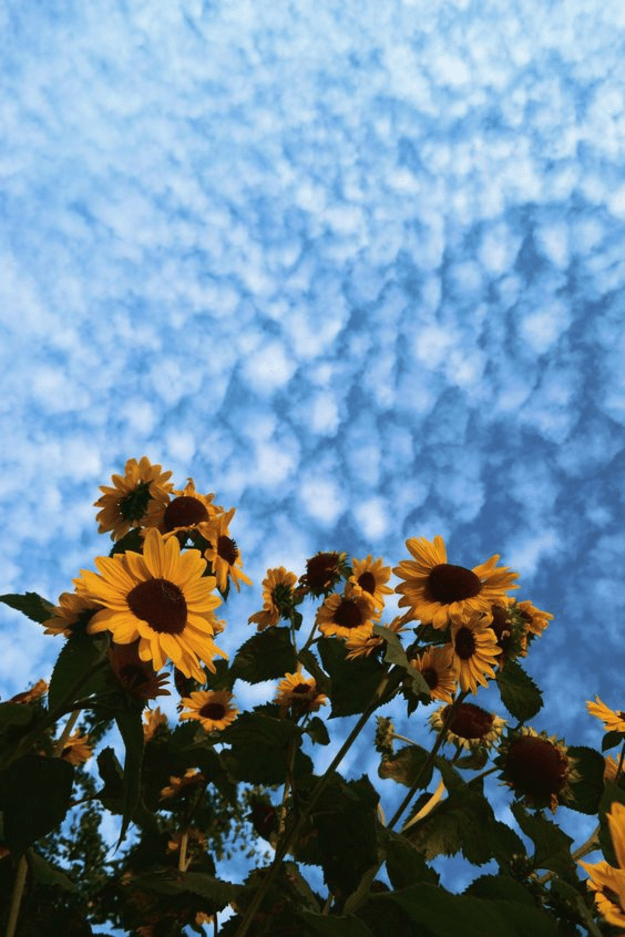Sonnenblumen, Schäfchenwolken, Blauer Himmel, Sommer, Froschperspektive, iPhone 17 Pro, Hintergrundbild