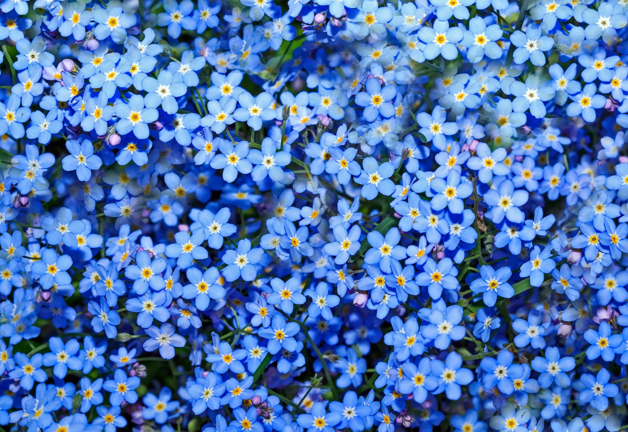 Vergissmeinnicht, Blau, Blumenteppich, Frühling, Full HD, Desktop-Hintergrund für Windows