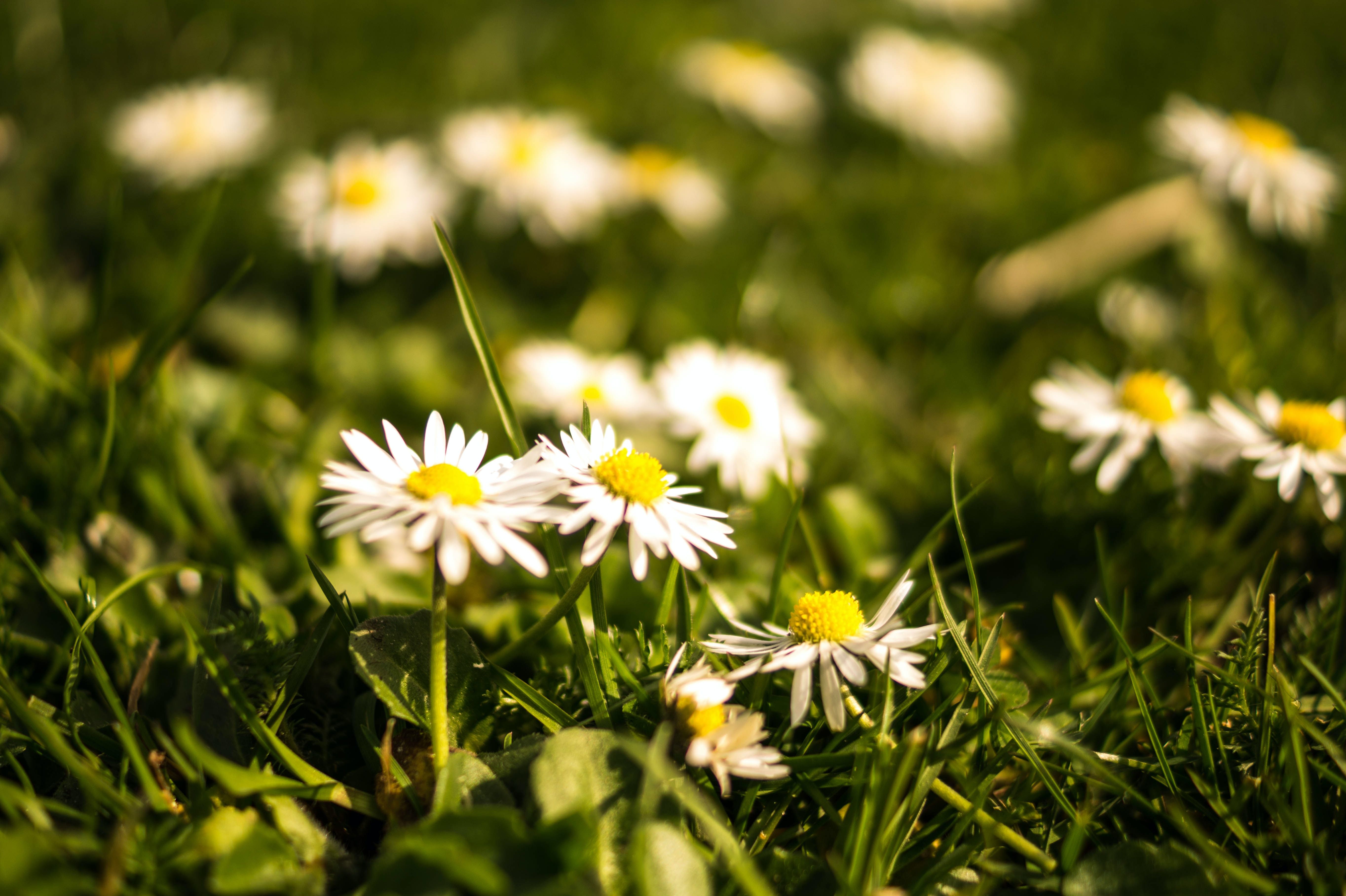 Gänseblümchen, Wiese, Gras, Frühling, Nahaufnahme, 5K, Desktop-Hintergrund für Windows