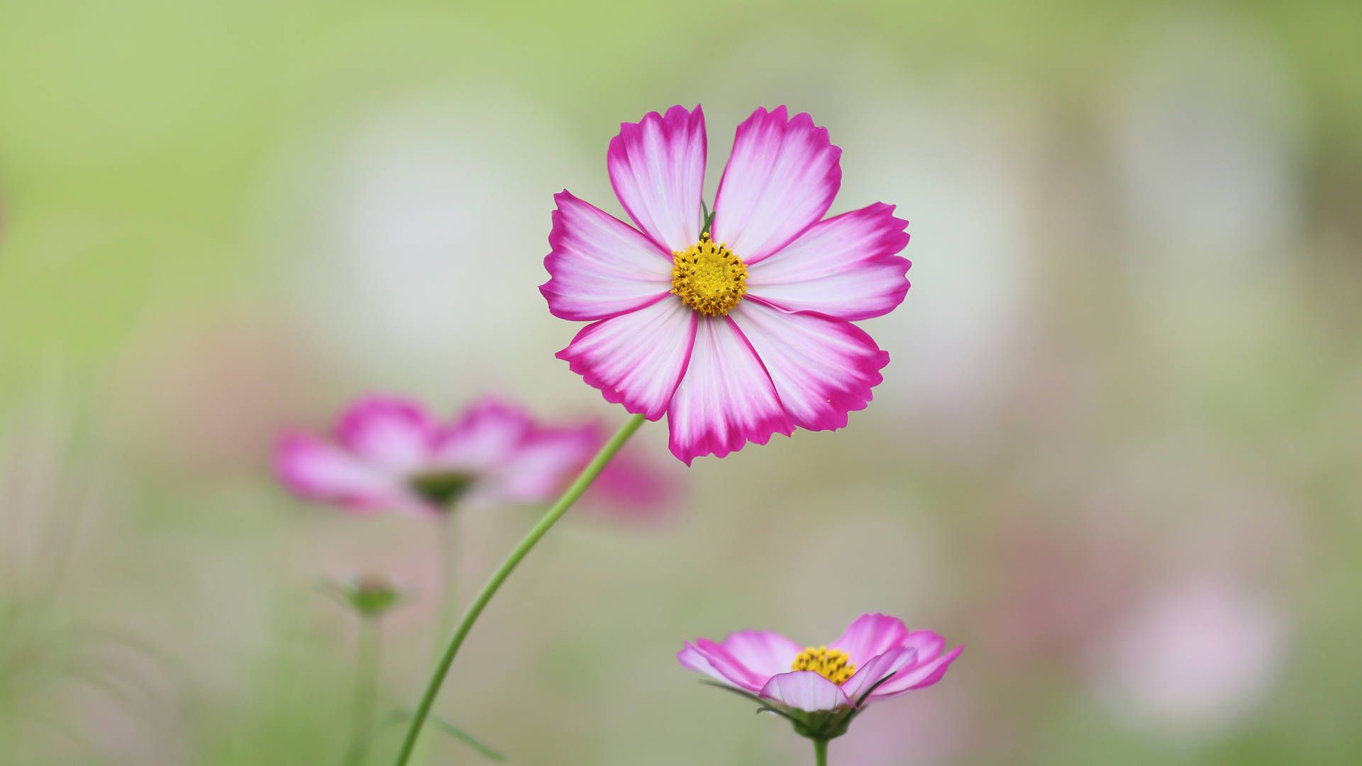 Kosmee, Schmuckkörbchen, Pink, Unscharfer Hintergrund, Makro, Full HD Wallpaper