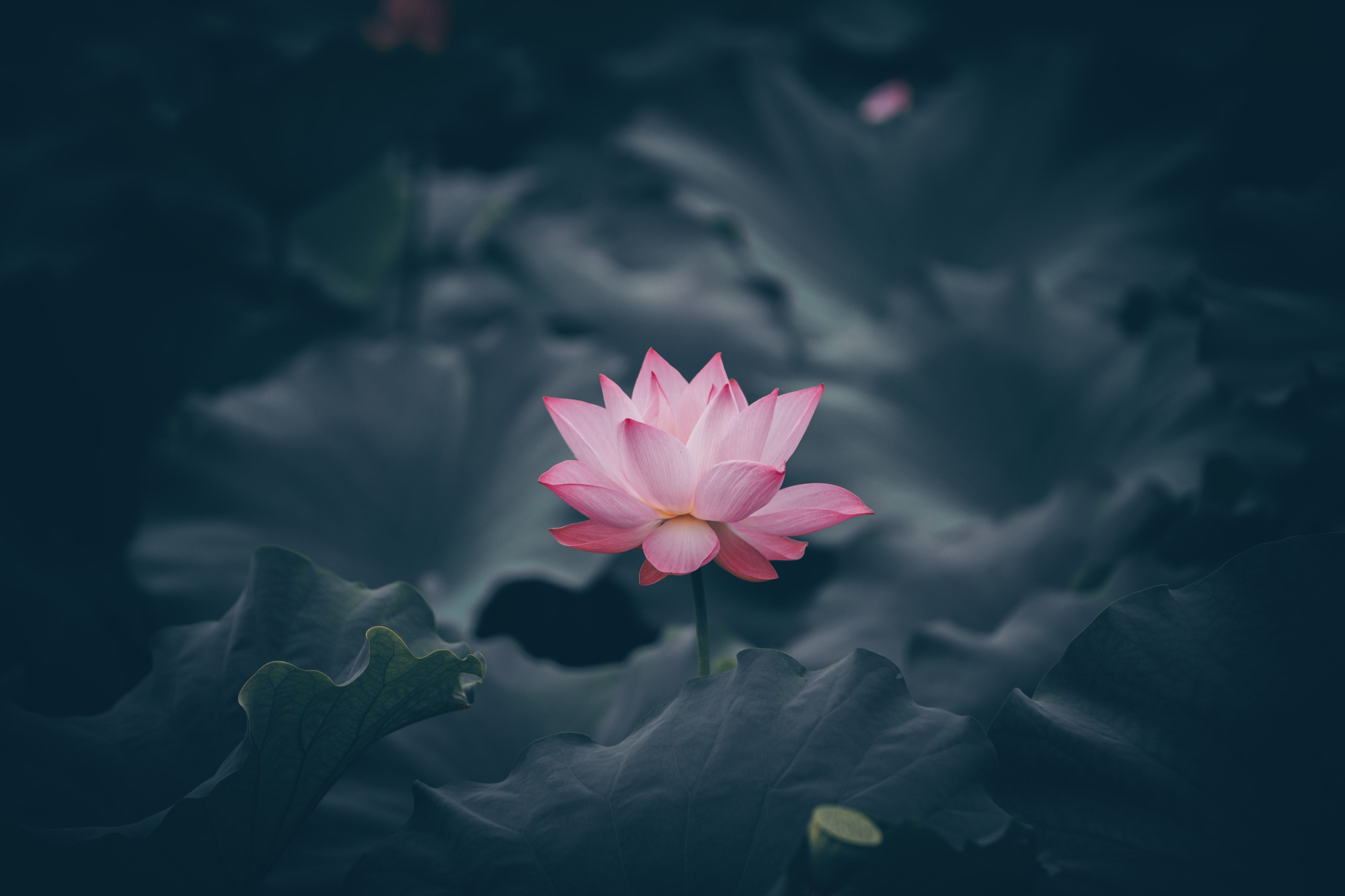 Lotusblüte, Rosa, Lotusblätter, Dunkel, Ruhig, 6K, Hintergrundbild für den PC