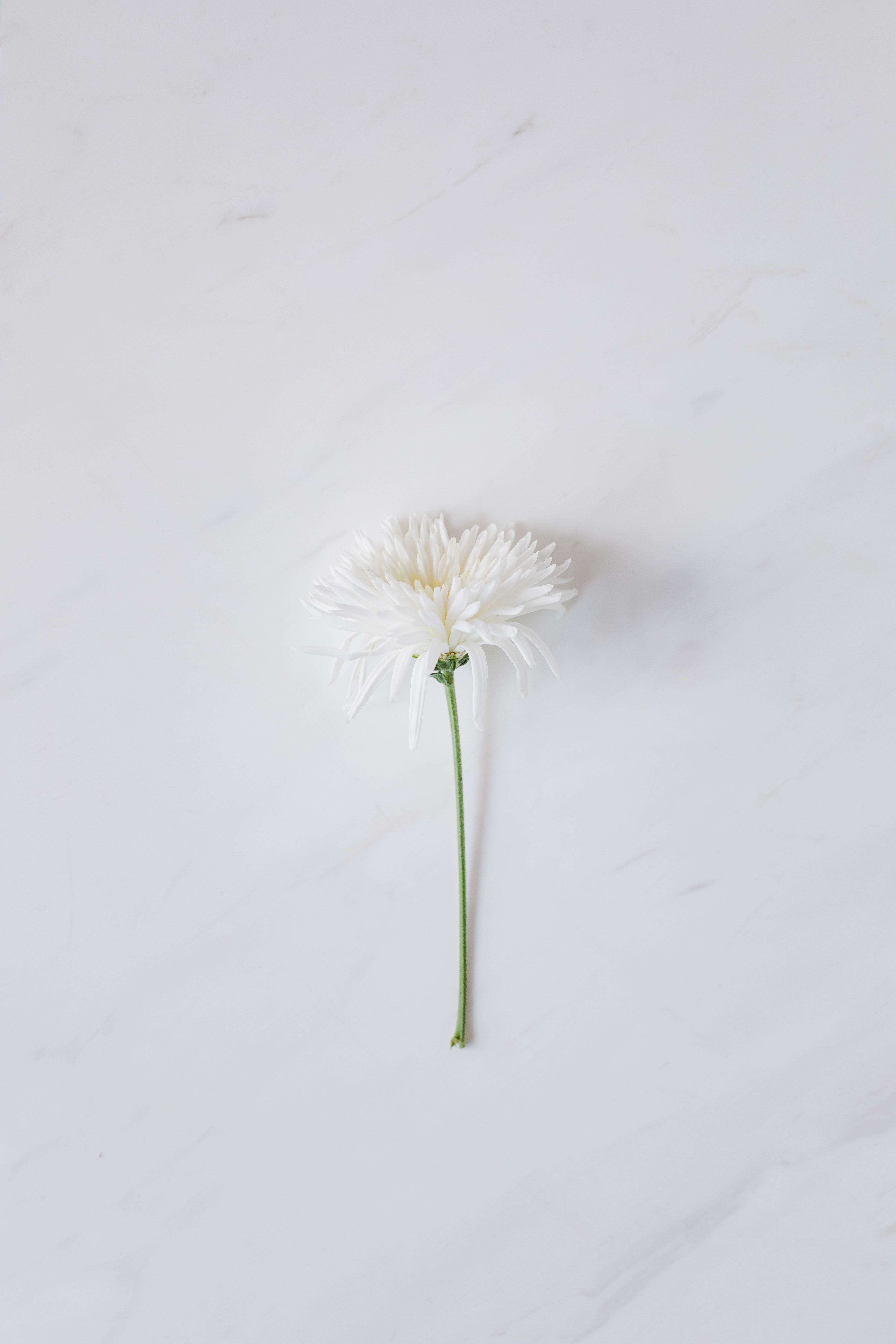 Weiße Blume, Gerbera, Minimalistisch, Grauer Hintergrund, Stiel, Sperrbildschirm fürs iPhone