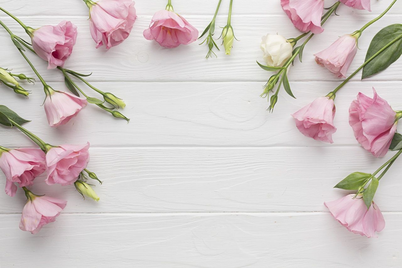 Rosa Eustoma, Blumen, Weißes Holz, Draufsicht, Frühling, HD-Hintergrundbild für PC