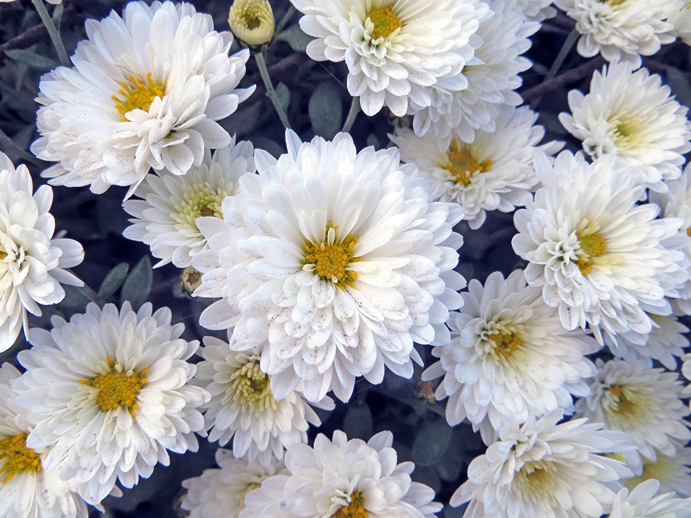 Weiße Chrysanthemen, Blumen, Gelbe Mitte, Nahaufnahme, Blüten, HD, Tablet-Hintergrund