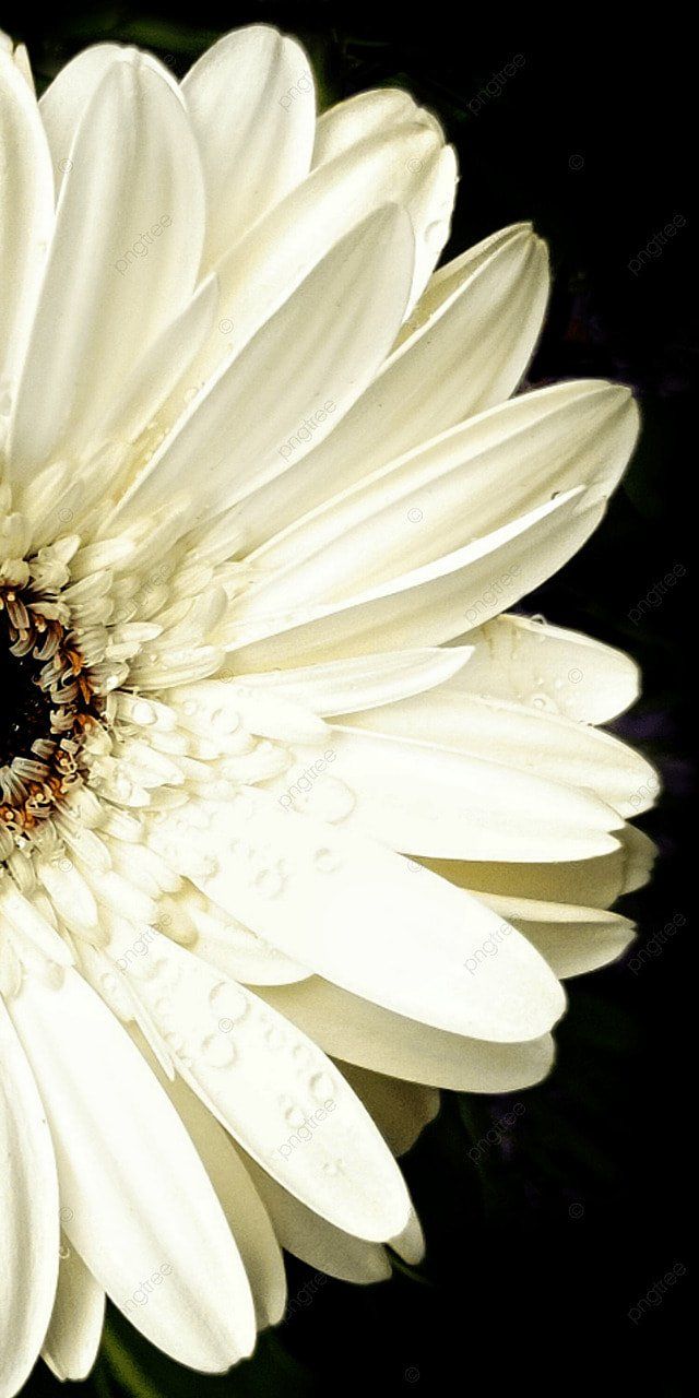 Weiße Gerbera, Blüte, Schwarzer Hintergrund, Nahaufnahme, Blütenblätter, Sperrbildschirm fürs iPhone