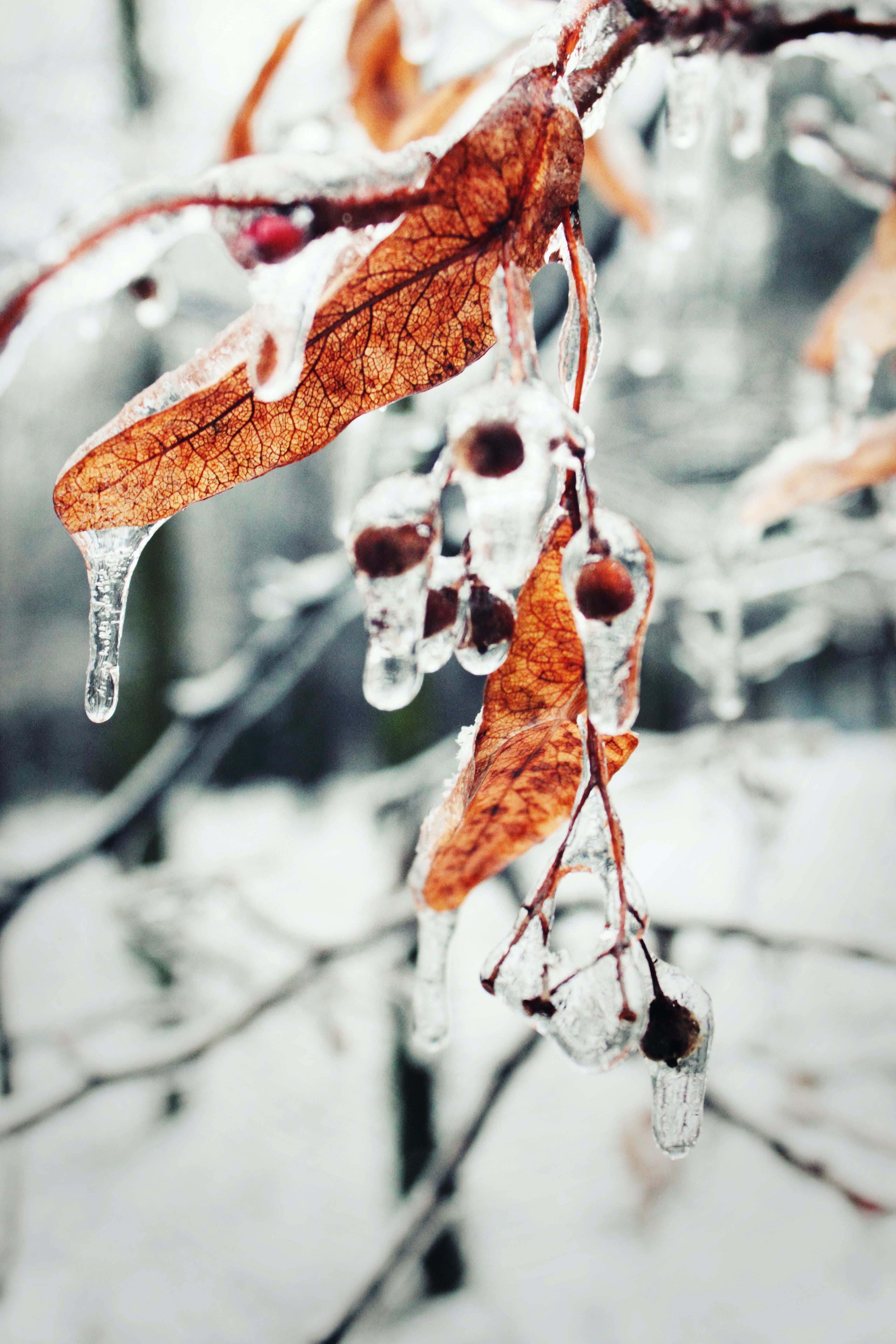 Vereiste Beeren, Herbstblätter, Eisregen, Zweig, Winter, Android-Hintergrundbild