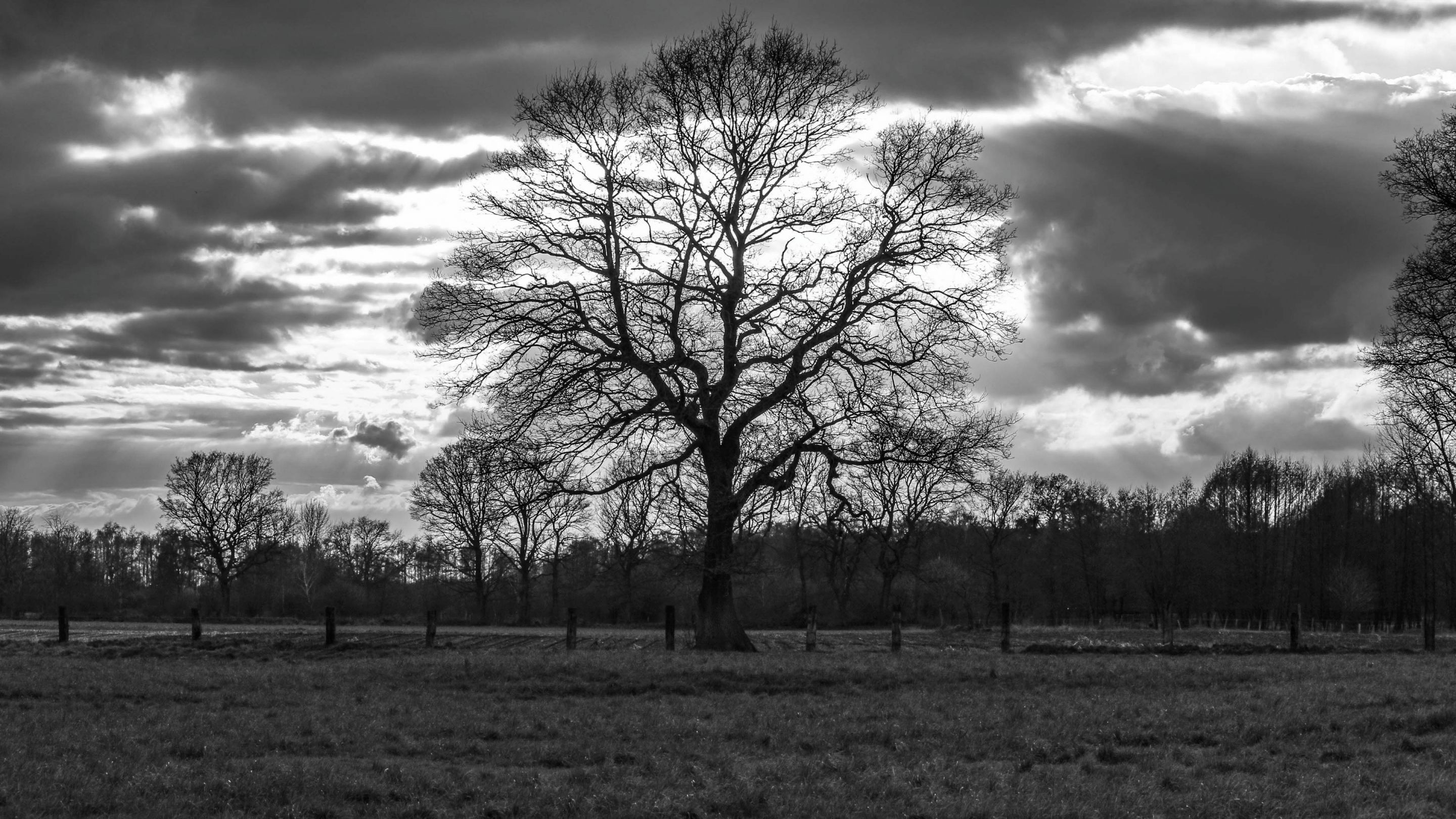 Kahler Baum, Feld, Schwarzweiß, Wolken, Landschaft, 2K, Desktop-Hintergrund für Windows