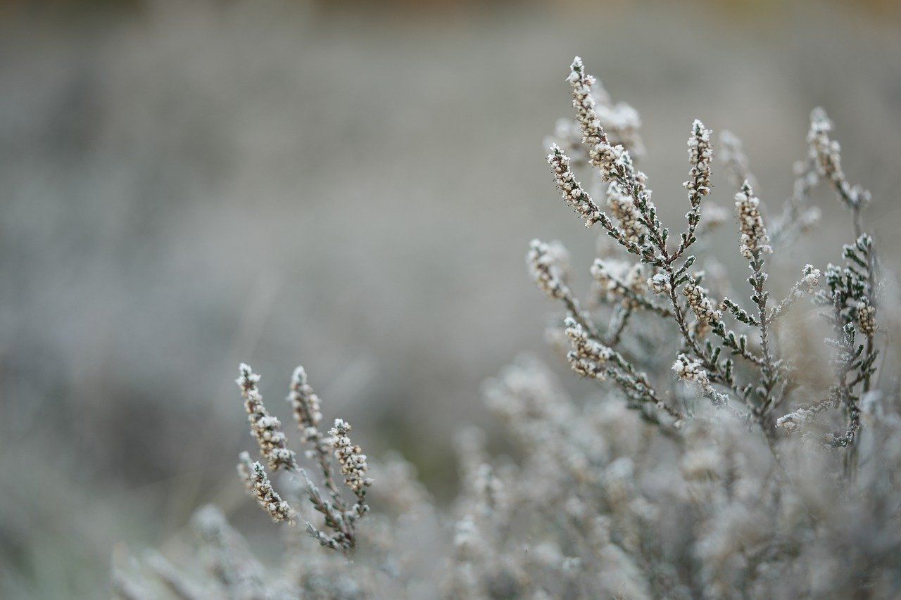 Raureif, Frostige Pflanzen, Bokeh, Grau, Winter, HD, Desktop-Hintergrund für Windows