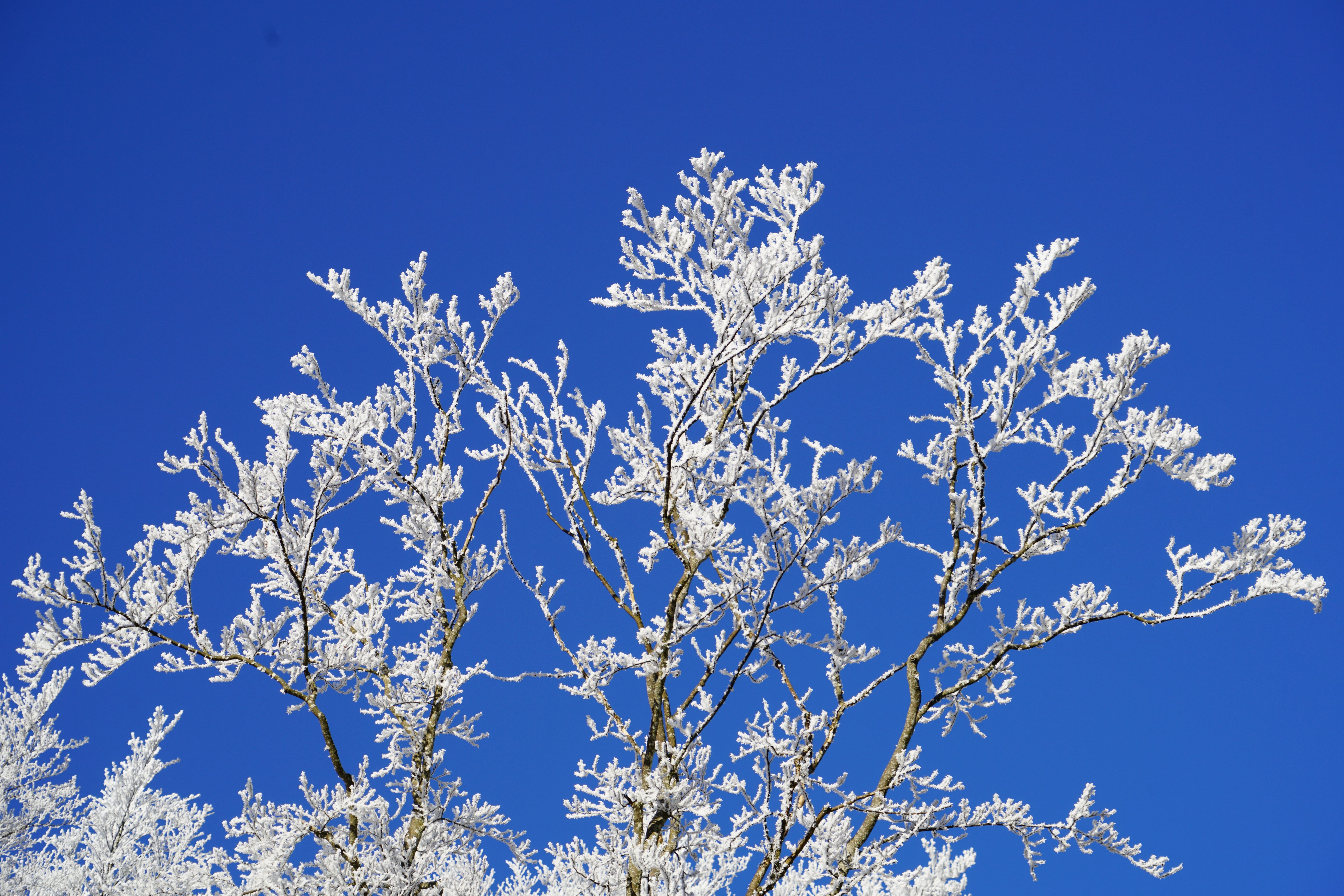 Raureif, Baum, Blauer Himmel, Frost, 8K, Hintergrund für den Desktop