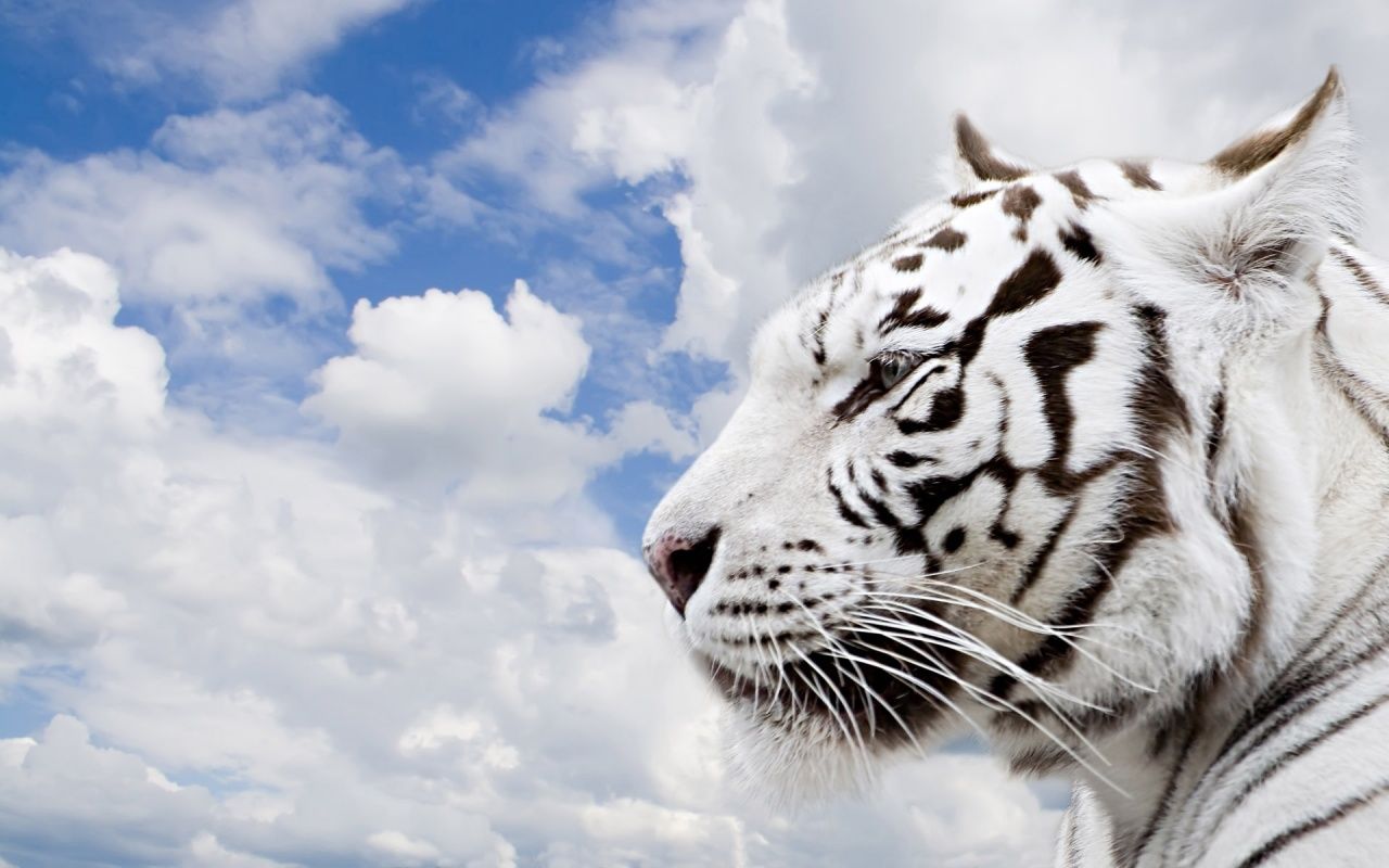 Weißer Tiger, Wolken, Blauer Himmel, Raubkatze, Collage, HD, PC-Hintergrundbild