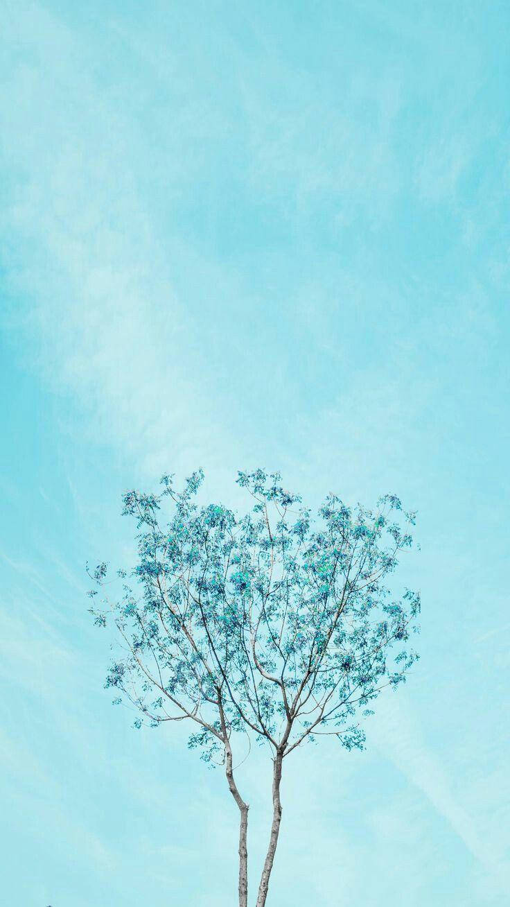 Baum, Türkiser Himmel, Minimalistisch, Silhouette, HD, Sperrbildschirm fürs iPhone