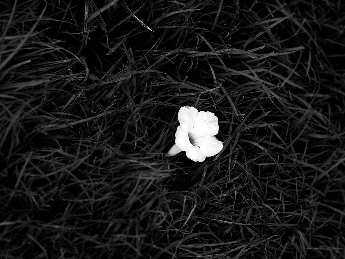 Weiße Blüte, Gras, Schwarzweiß, Dunkel, Kontrast, Hintergrundbild für iPad und Tablet