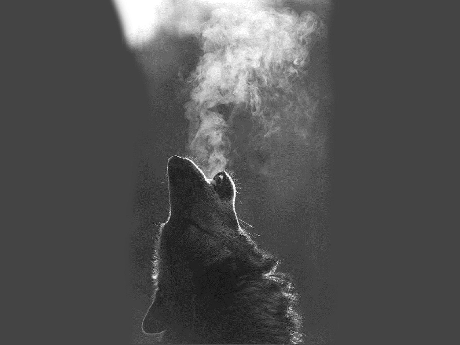 Wolf, Atemhauch, Silhouette, Grau, Gegenlicht, HD, iPad-Hintergrundbild