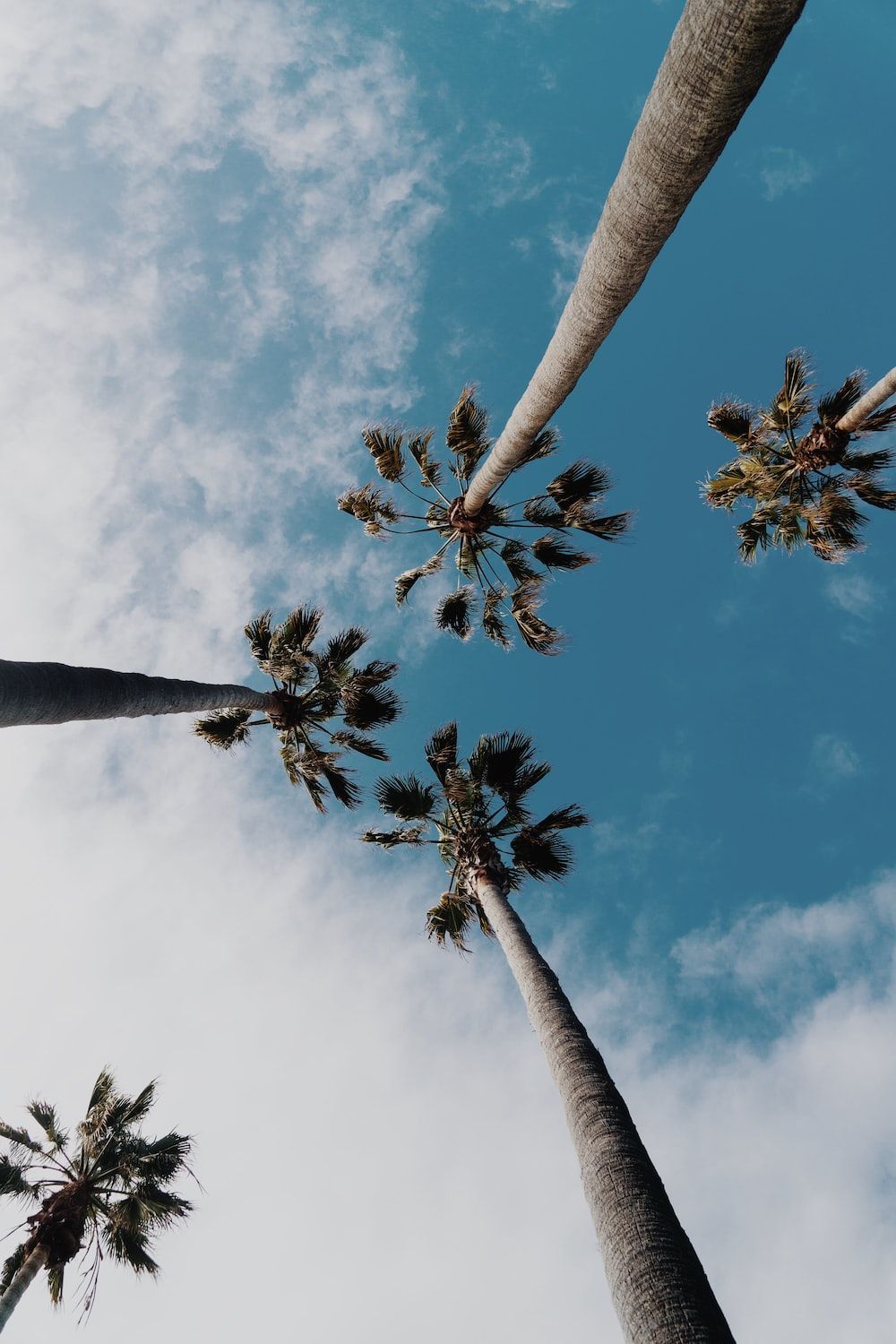 Palmen, Froschperspektive, Himmel, Wolken, Sommer, HD, Hintergrundbild fürs Handy
