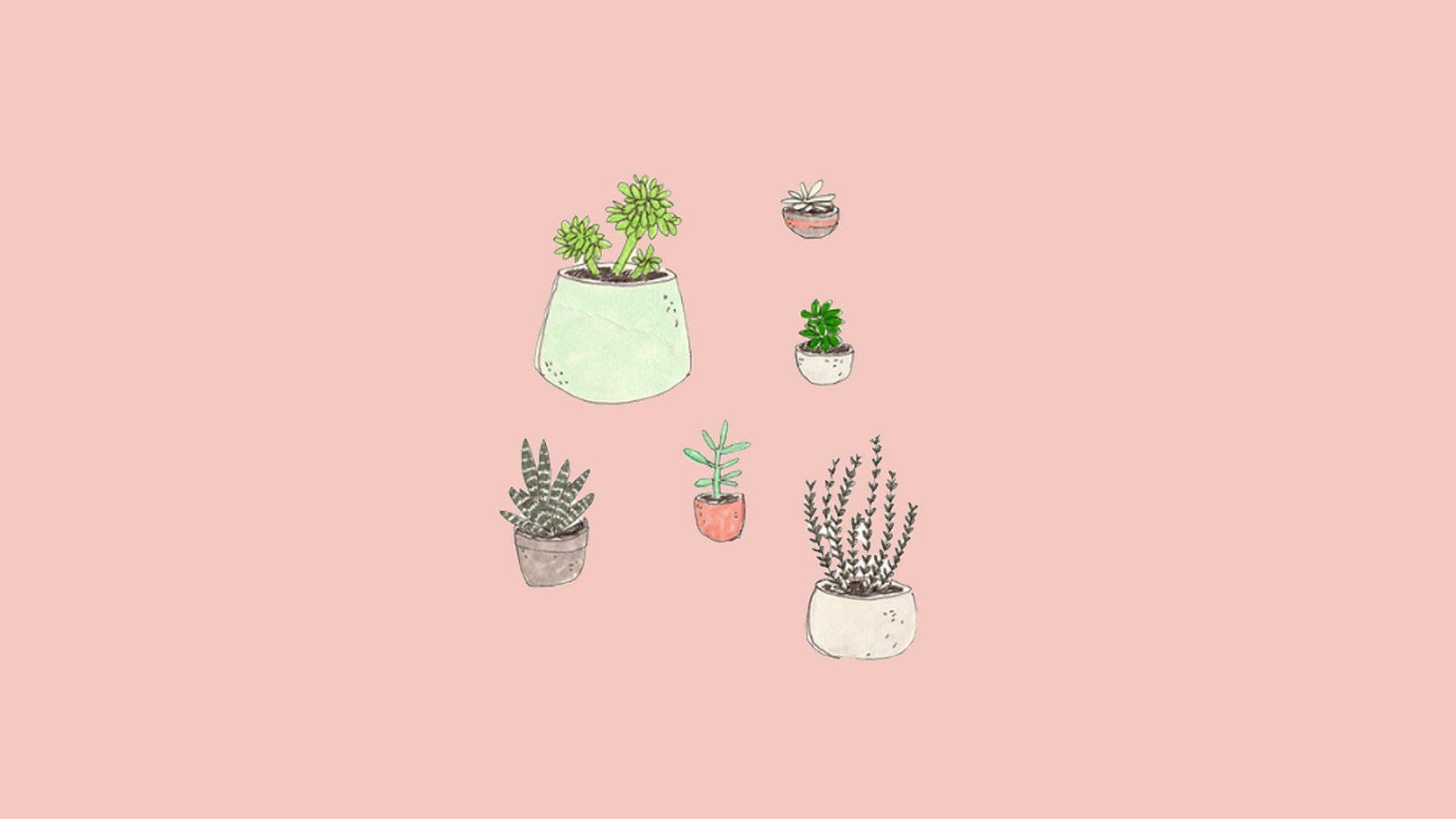 Sukkulenten, Topfpflanzen, Kakteen, Rosa Hintergrund, Minimalistisch, Full HD Wallpaper