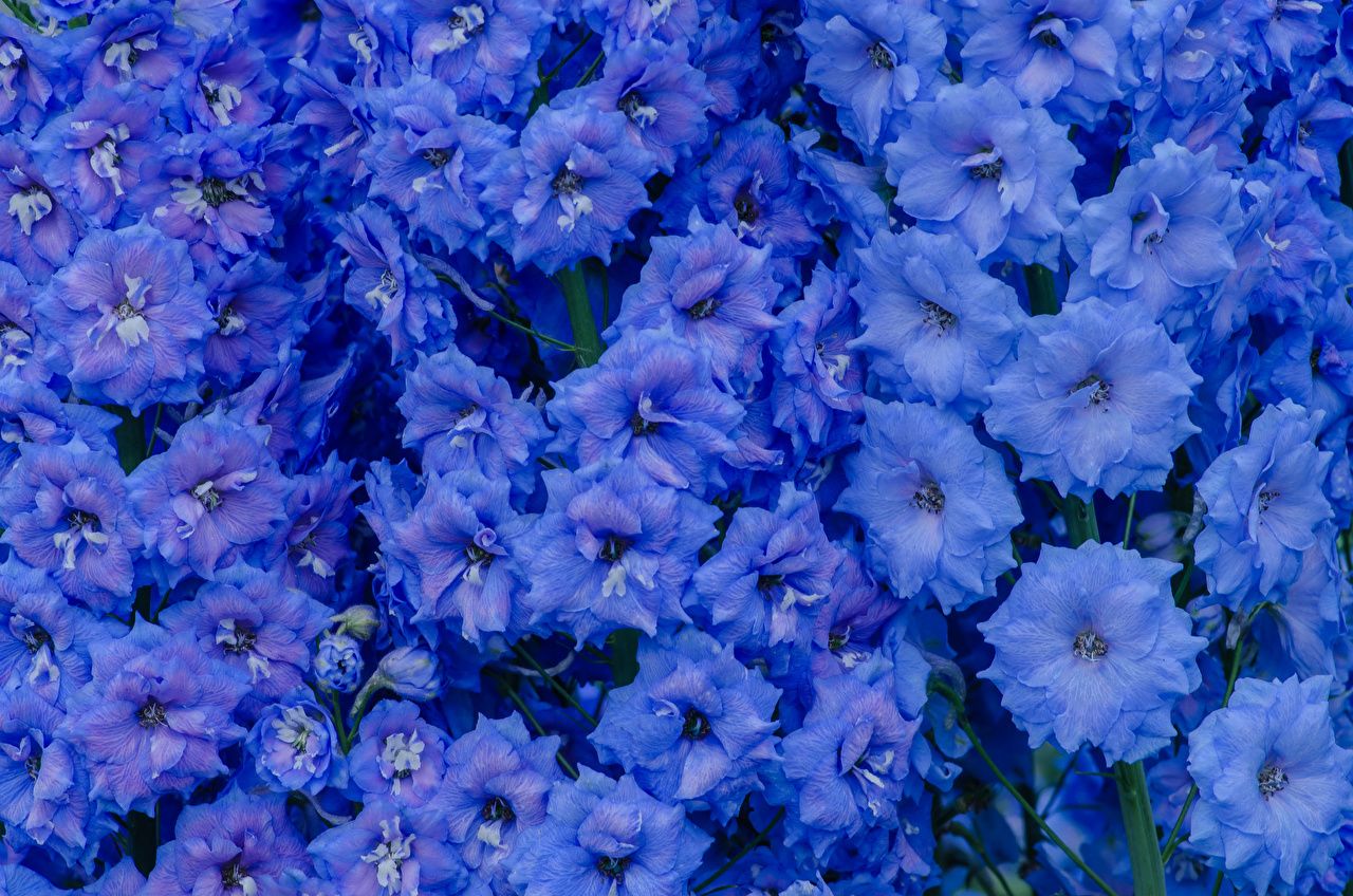 Rittersporn, Blaue Blumen, Blüten, Kornblumenblau, Natur, HD, Laptop-Hintergrundbild