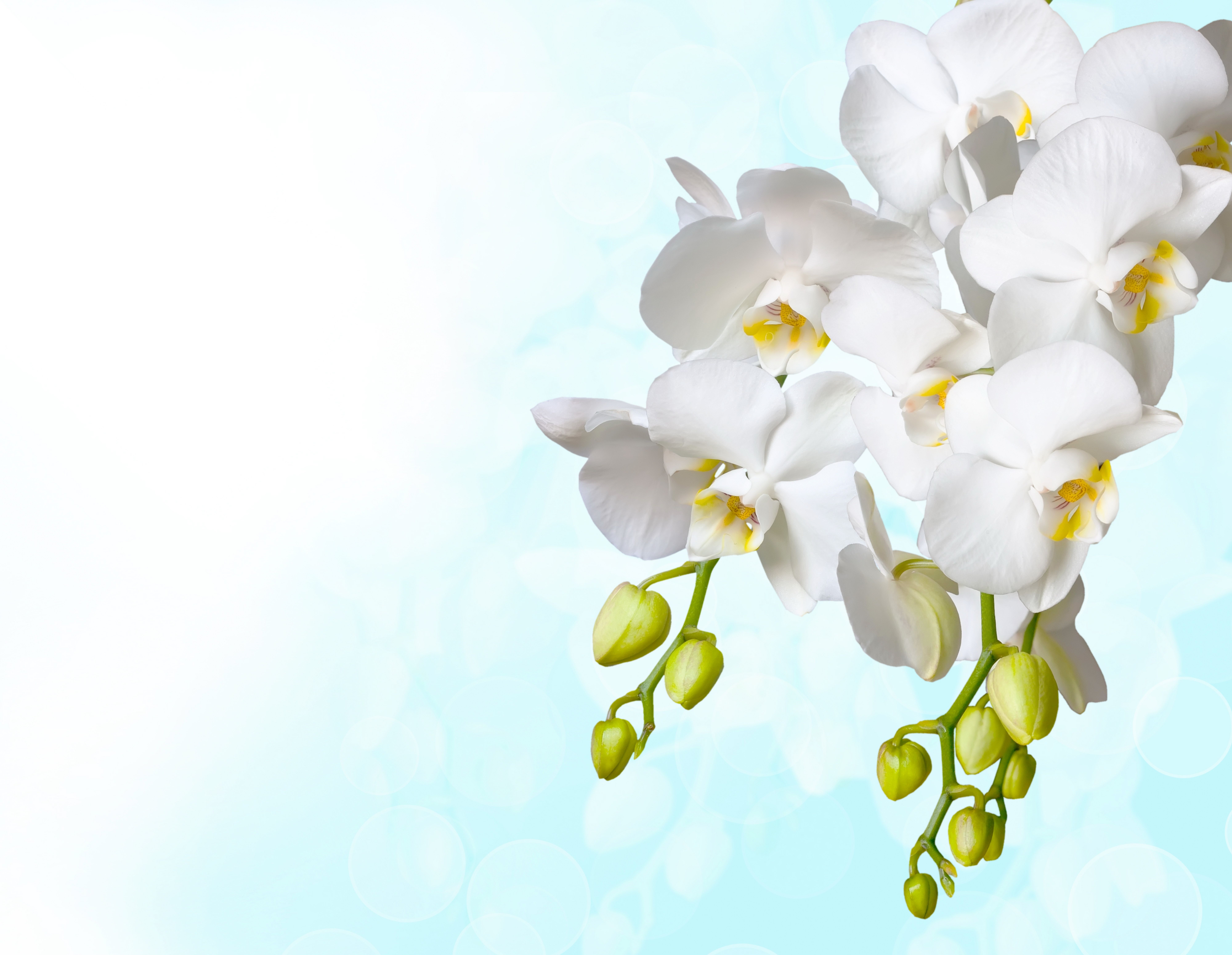 Weiße Orchideen, Blüten, Hellblau, Knospen, Zart, 8K, Hintergrund für den Desktop
