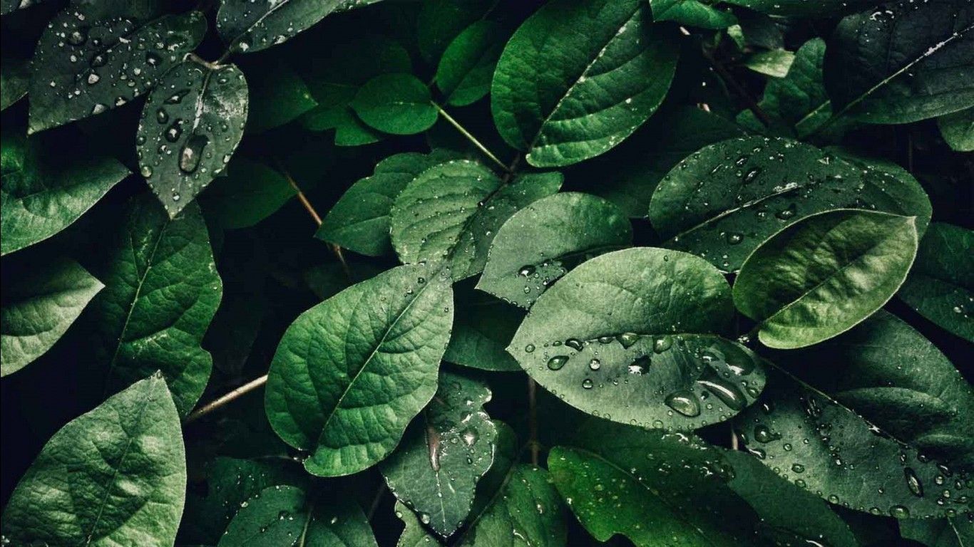 Grüne Blätter, Wassertropfen, Pflanze, Natur, Nahaufnahme, HD-Hintergrundbild für PC