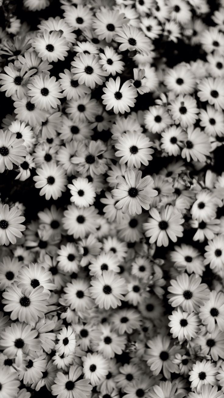 Gänseblümchen, Blumen, Schwarzweiß, Muster, Blüten, HD, Hintergrundbild fürs Handy