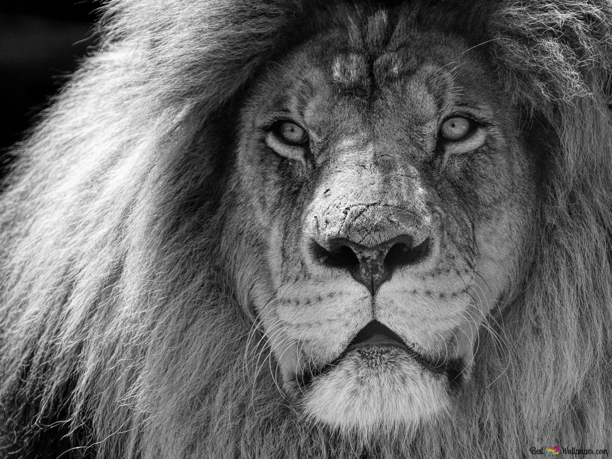 Löwe, Mähne, Schwarzweiß, Porträt, Raubkatze, Full HD, Hintergrundbild fürs Tablet