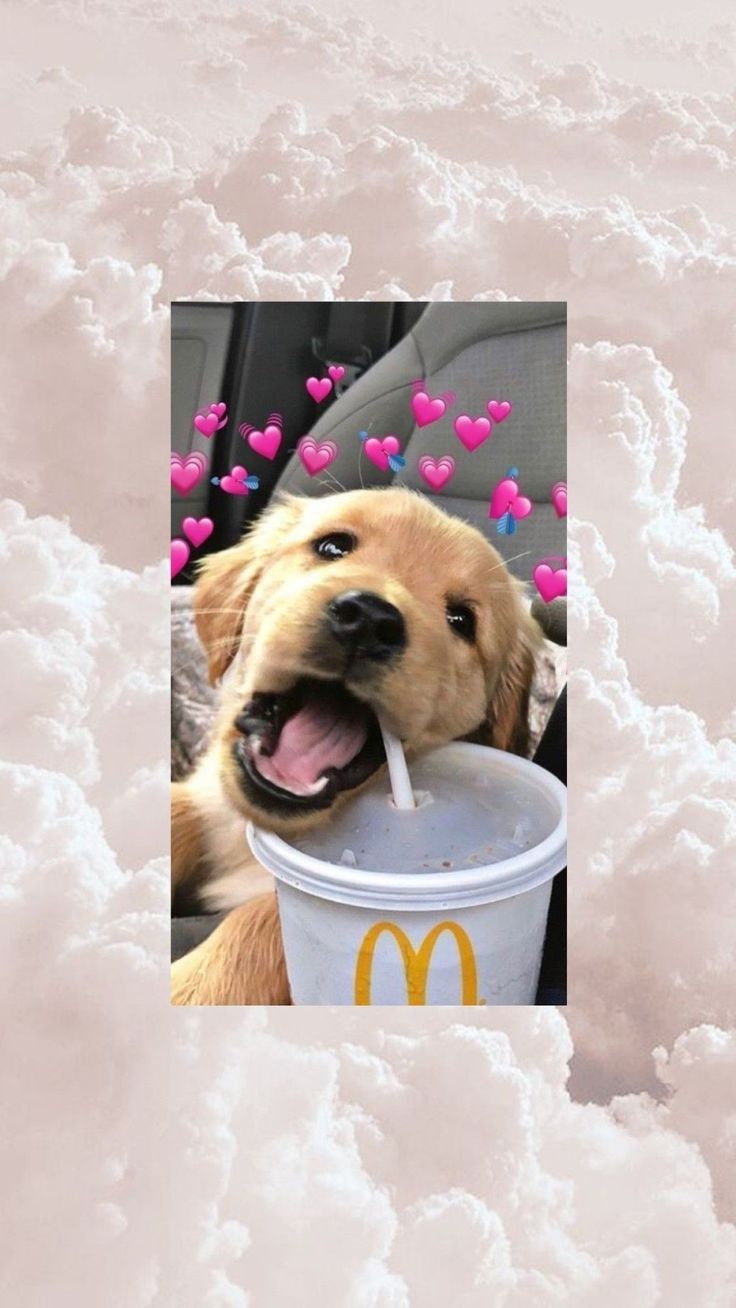 Golden Retriever, McDonald's, Herzen, Wolken, Lustig, Hintergrundbild für iPhone und Android