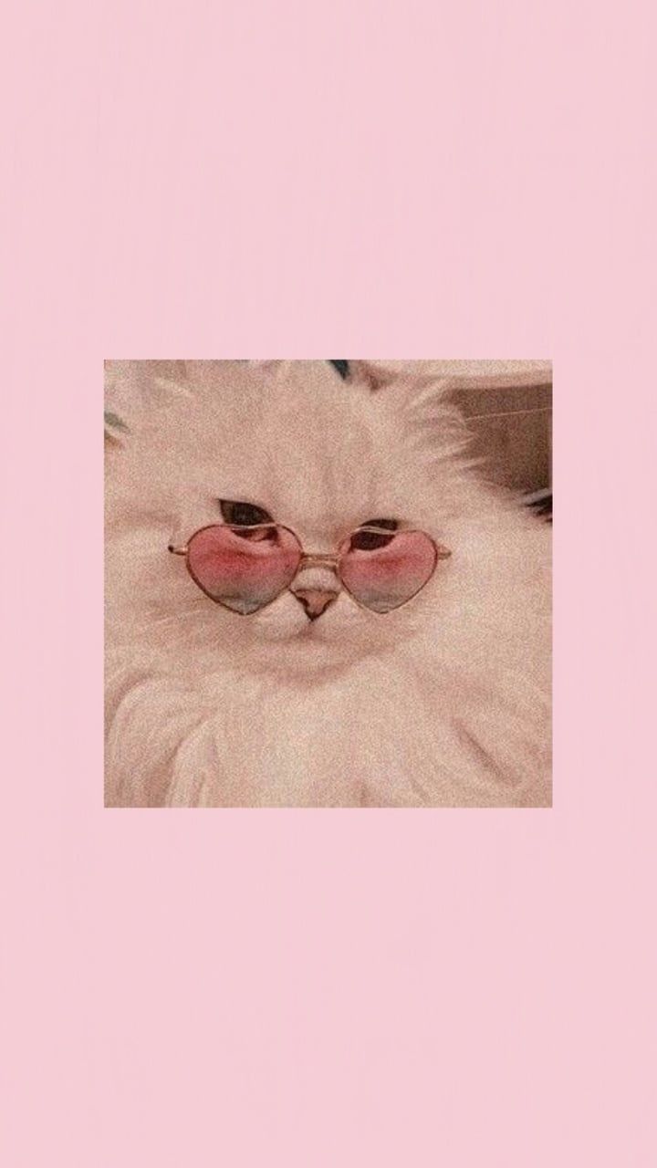 Weiße Katze, Herzbrille, Rosa Hintergrund, Perserkatze, Lustig, Sperrbildschirm fürs iPhone