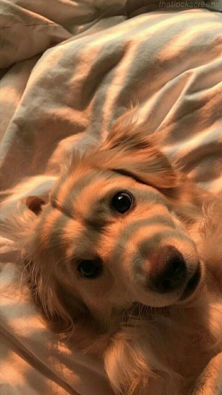 Golden Retriever, Bettdecke, Gemütlich, Nahaufnahme, HD, Hintergrundbild fürs Handy
