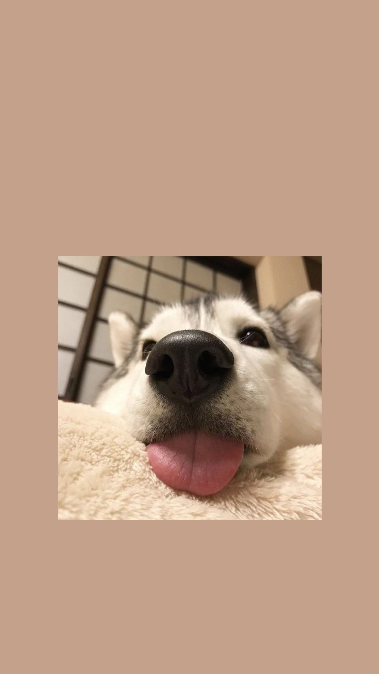 Husky, Welpe, Zunge, Brauner Hintergrund, Lustig, Full HD, Sperrbildschirm fürs iPhone