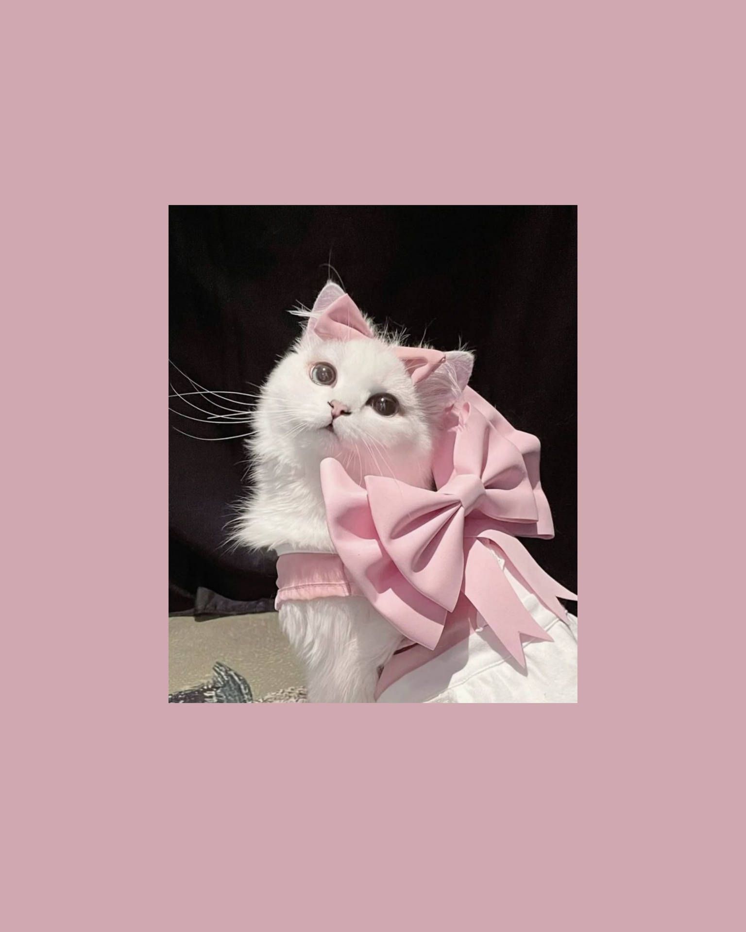 Weiße Katze, Rosa Schleife, Altrosa Hintergrund, Niedlich, QHD+ Wallpaper