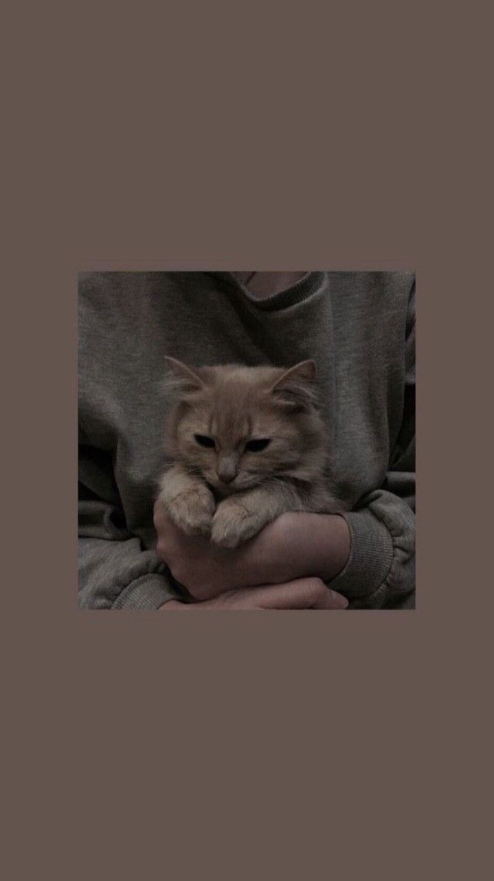 Graue Katze, Kätzchen, Dunkler Hintergrund, Minimalistisch, Sperrbildschirm fürs iPhone