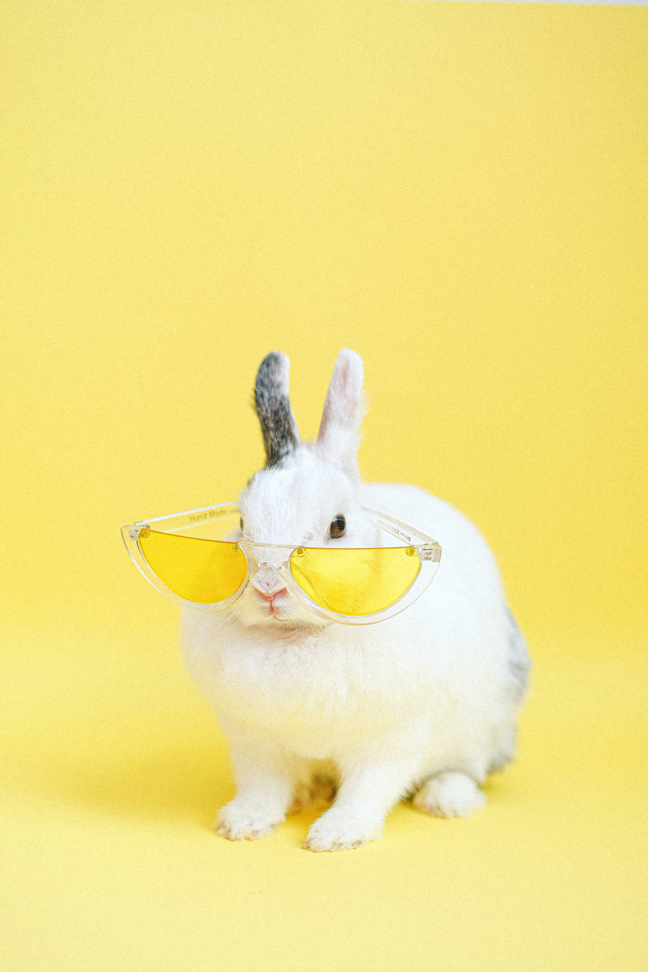 Kaninchen, Sonnenbrille, Gelber Hintergrund, Lustig, Full HD, Sperrbildschirm fürs iPhone
