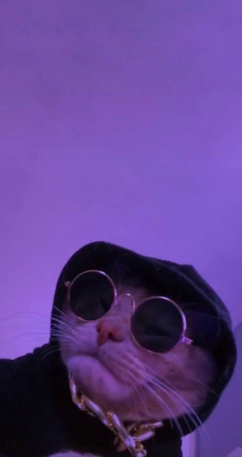 Katze, Kapuzenpulli, Sonnenbrille, Lila Hintergrund, Lustig, Sperrbildschirm fürs iPhone