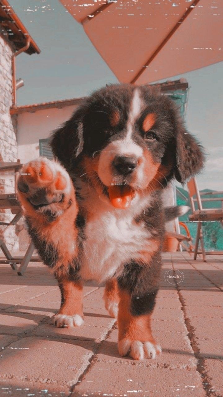 Berner Sennenhund, Welpe, Pfote, Straße, Sommer, Hochformat, Hintergrundbild fürs Smartphone