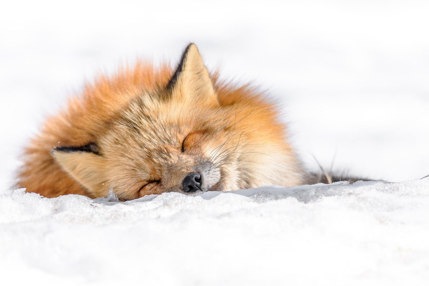Rotfuchs, Schlafend, Schnee, Weißer Hintergrund, HD Wallpaper