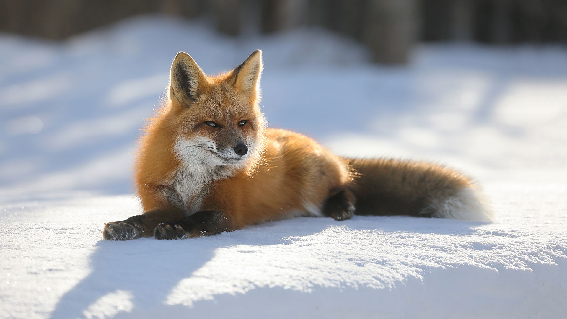 Rotfuchs, Schneefeld, Liegend, Sonnenlicht, 16:9, Full-HD-Hintergrundbild für den Desktop