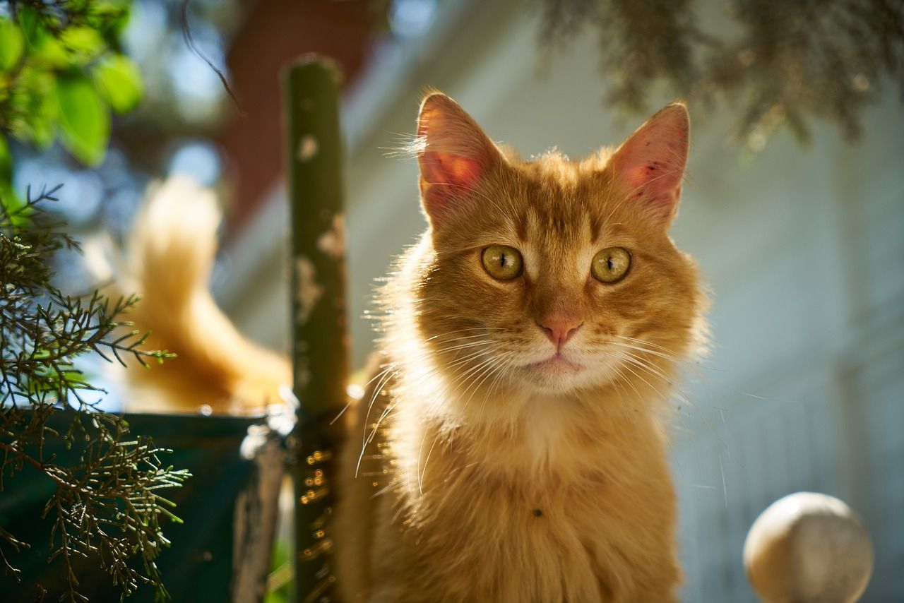 Rote Katze, Tigerkatze, Sonnenlicht, Garten, Nahaufnahme, HD, Desktop-Hintergrund