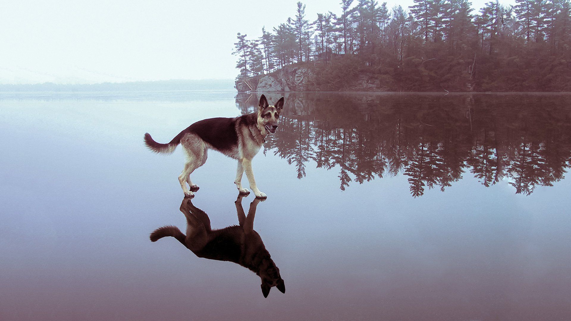 Schäferhund, See, Spiegelung, Wald, Nebel, 1920x1080, Full-HD-Hintergrundbild für PC
