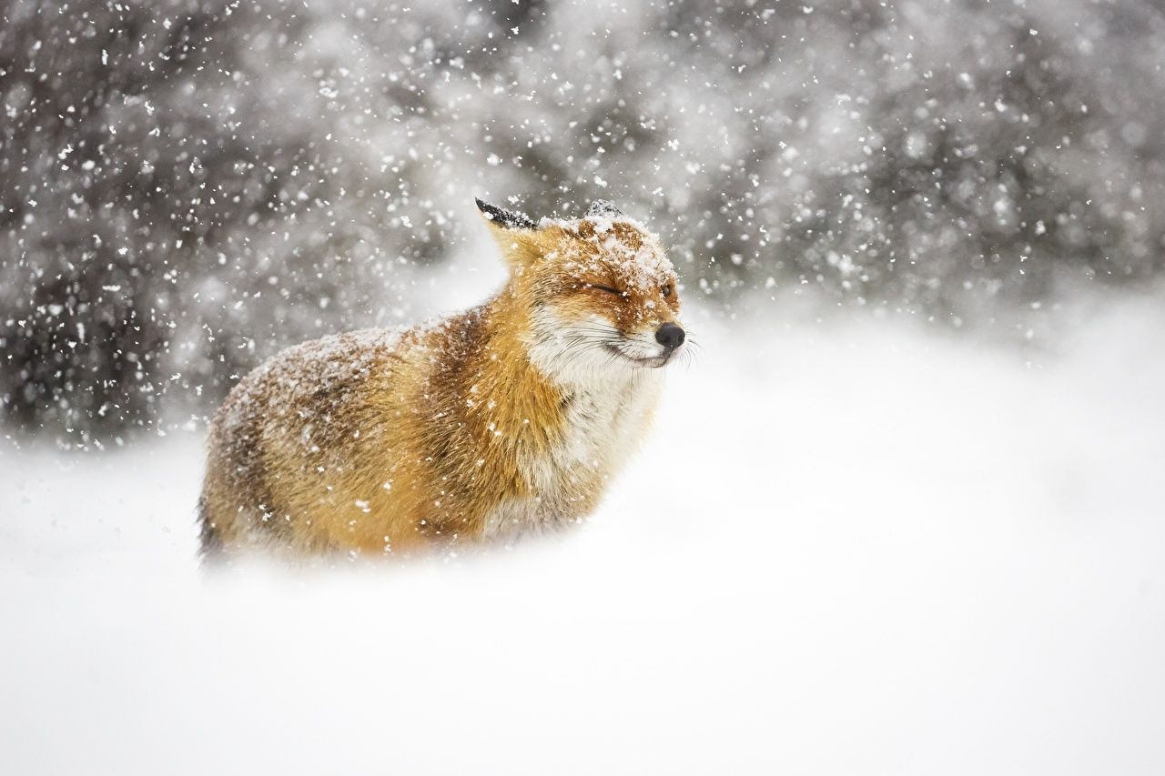 Fuchs, Schneefall, Wald, Wildtier, HD, Hintergrundbild für den PC