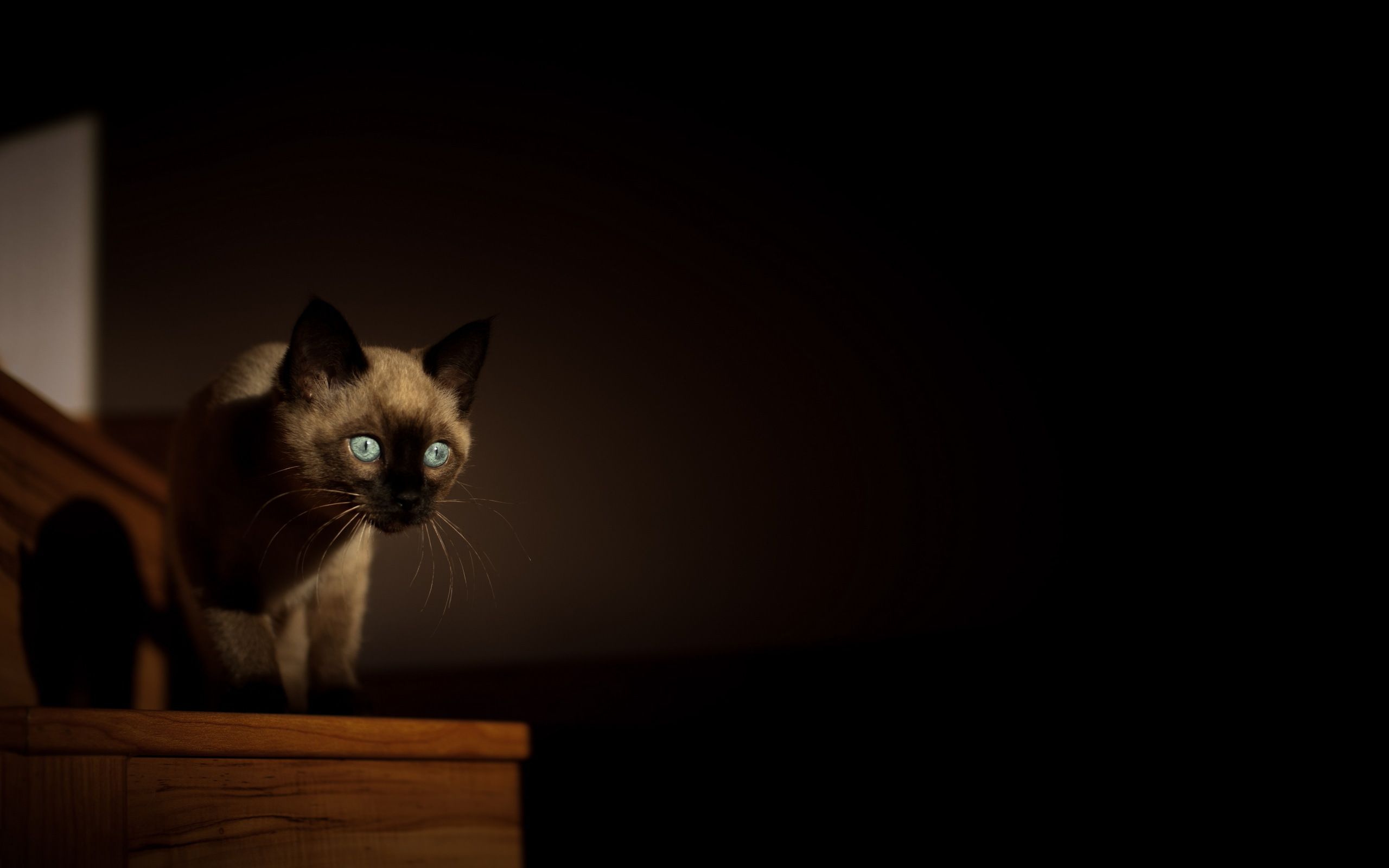 Siamkatze, Dunkler Hintergrund, Holz, Low Key, Tierporträt, 2K Wallpaper