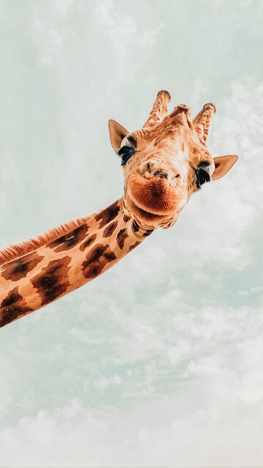 Giraffe, Lustig, Hellgrüner Himmel, Neugierig, HD, Hintergrundbild fürs Handy