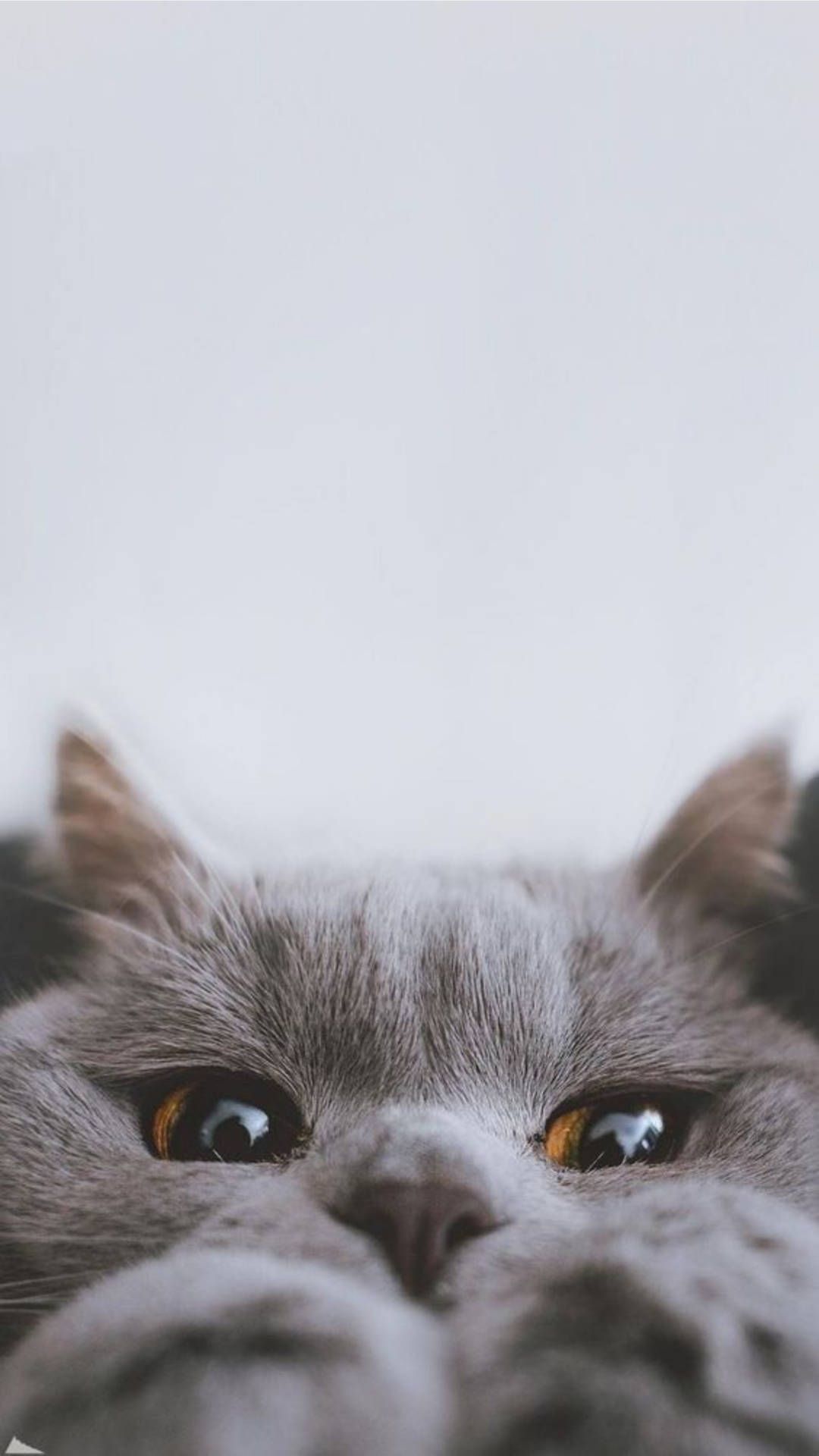 Britisch Kurzhaar, Graue Katze, Nahaufnahme, Pfoten, Lustig, Full HD, Handy-Hintergrund
