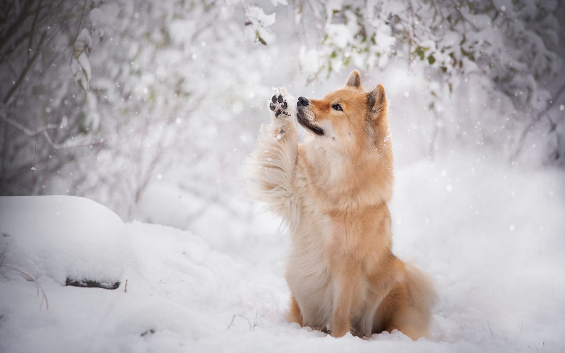 Hund, Spielend, Verschneite Zweige, Flauschig, Full HD, Desktop-Hintergrund für Windows